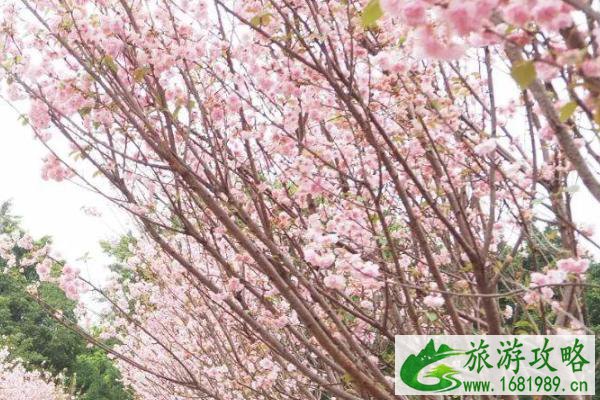 2021深圳三八节赏樱花的地方有哪些 深圳三八节赏樱花的地方推荐 2021深圳三八节赏樱花的地方有哪些 深圳三八节赏樱花的地方推荐