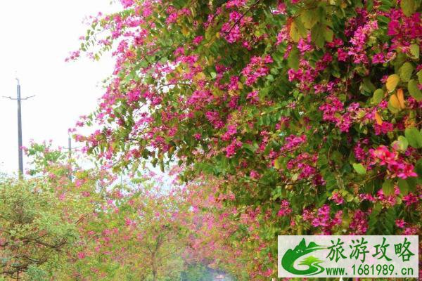 2021广州珠江公园紫荆花开了吗 广州珠江公园紫荆花最佳观赏时间