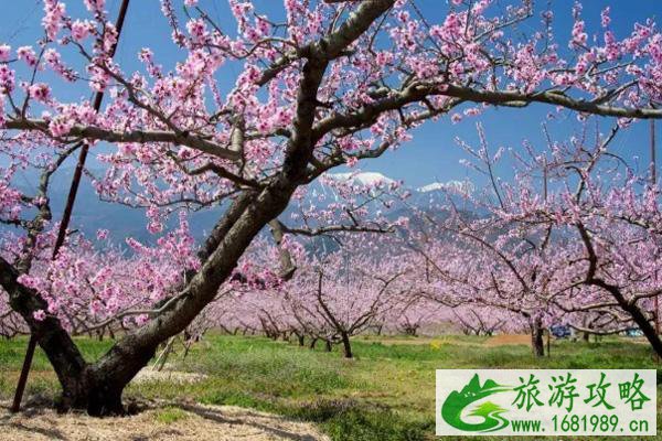 国内赏花最佳地点 2021全新踏春攻略