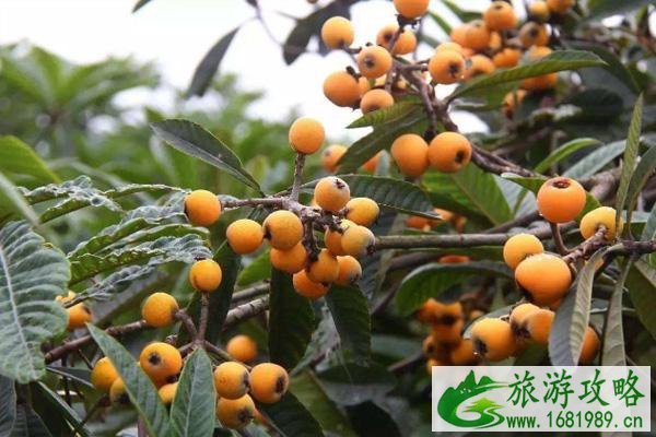 塘栖枇杷节什么时候开始2021-塘栖枇杷销售区及采摘点 塘栖枇杷节什么时候开始2021-塘栖枇杷销售区及采摘点