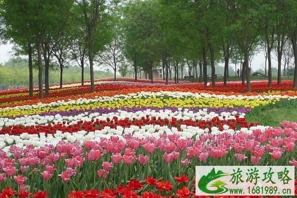 2021北京国际鲜花港郁金香文化节门票-看点-交通攻略