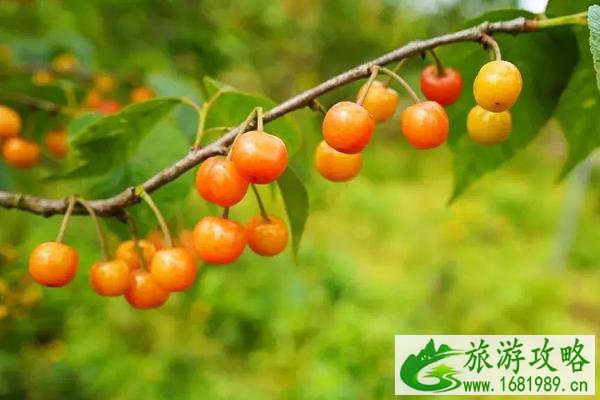 2021南京溧水樱桃采摘园-樱桃采摘地推荐 2021南京溧水樱桃采摘园-樱桃采摘地推荐