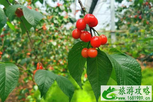 2021南京溧水樱桃采摘园-樱桃采摘地推荐 2021南京溧水樱桃采摘园-樱桃采摘地推荐