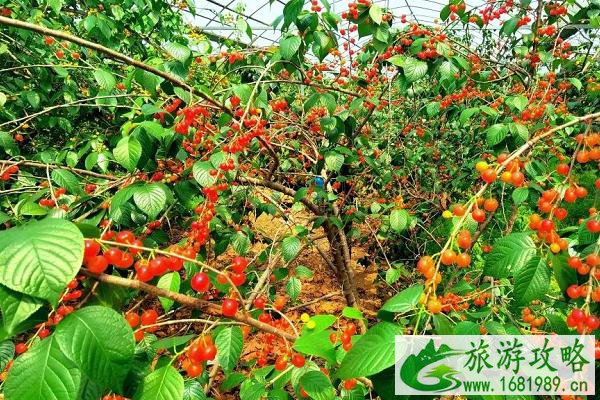 2021南京溧水樱桃采摘园-樱桃采摘地推荐 2021南京溧水樱桃采摘园-樱桃采摘地推荐