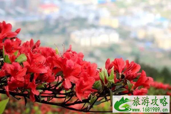 2021中国杜鹃花展时间地点及活动亮点