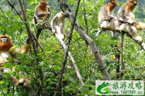 神农架风景区几月份去最好2021-必去景点推荐