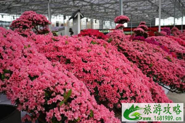 2021中国杜鹃花展演出时间及项目-入流限制 2021中国杜鹃花展演出时间及项目-入流限制