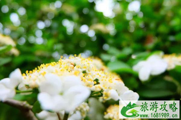 2021苏州五五购物节活动详情-活动时间