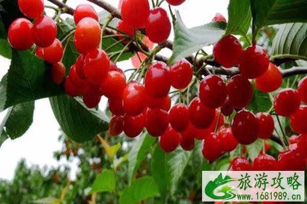 2021乌当下坝樱桃采摘节时间及地址-活动内容