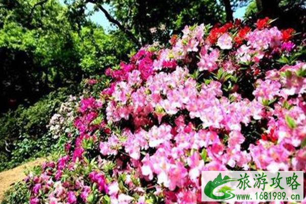 无锡中国杜鹃园几月开花2021-游玩路线推荐