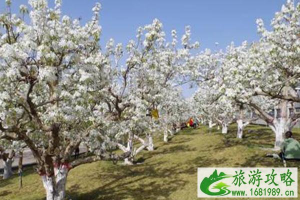 库尔勒梨花什么时候开2021-最佳观赏地推荐 库尔勒梨花什么时候开2021-最佳观赏地推荐