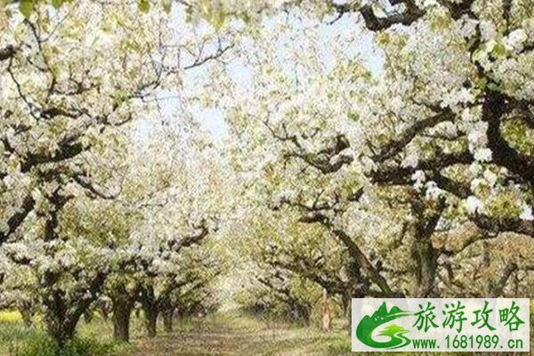 库尔勒梨花什么时候开2021-最佳观赏地推荐 库尔勒梨花什么时候开2021-最佳观赏地推荐