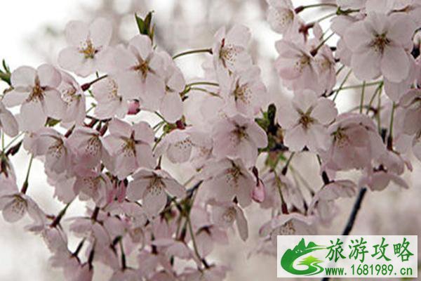 库尔勒梨花什么时候开2021-最佳观赏地推荐 库尔勒梨花什么时候开2021-最佳观赏地推荐