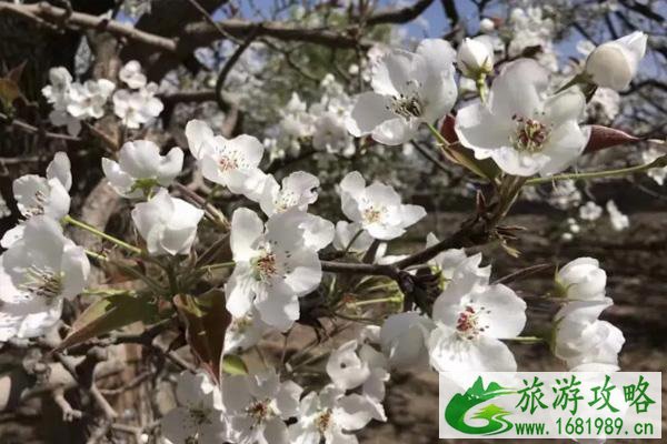 2021皋兰什川梨花什么时候开-梨花园地址及交通攻略-预约指南 2021皋兰什川梨花什么时候开-梨花园地址及交通攻略-预约指南