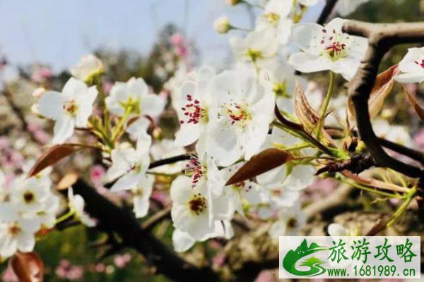 2021连云港灌云梨花节开幕时间-地点-活动安排