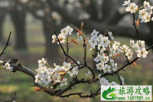2021连云港灌云梨花节开幕时间-地点-活动安排