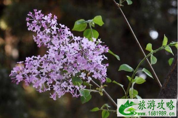 2021戒台寺丁香旅游文化节开幕时间-地点-活动详情