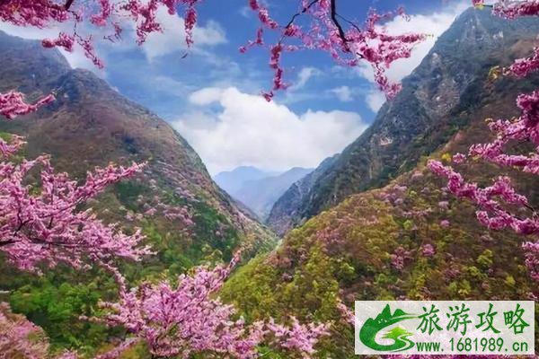 2021唐家河紫荆花几月开 唐家河紫荆花的花期