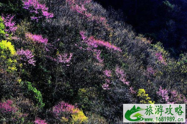 2021唐家河紫荆花几月开 唐家河紫荆花的花期