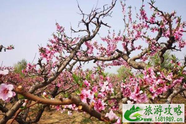 2021天津武清津溪桃源桃花节举办时间及门票-活动亮点