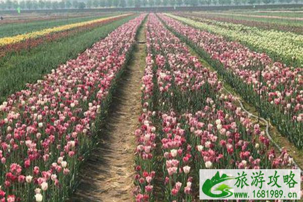 2021天津双街花卉博览园开放时间-门票价格 2021天津双街花卉博览园开放时间-门票价格