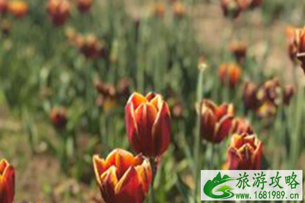 2021天津双街花卉博览园开放时间-门票价格 2021天津双街花卉博览园开放时间-门票价格