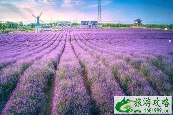 2021泰州香草湾粉色沙滩旅游季时间-地点及交通攻略
