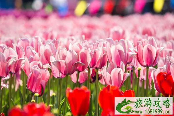 2021泰州秋雪湖郁金香花展时间及活动详情 2021泰州秋雪湖郁金香花展时间及活动详情