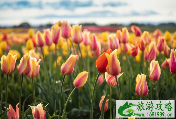 2021泰州秋雪湖郁金香花展时间及活动详情 2021泰州秋雪湖郁金香花展时间及活动详情