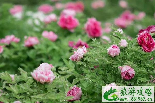 2021年常州花展时间表 2021年常州花展时间表