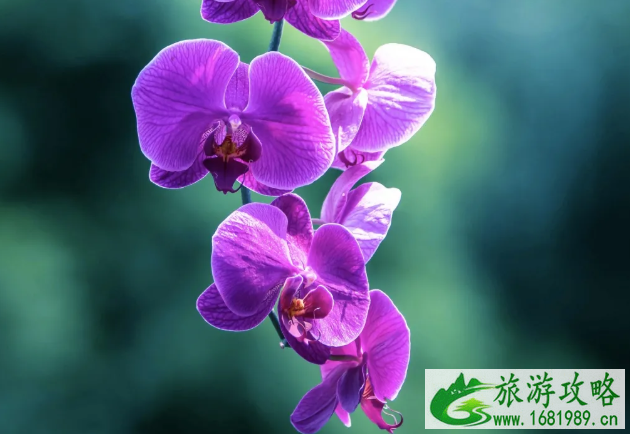 2021年常州花展时间表 2021年常州花展时间表