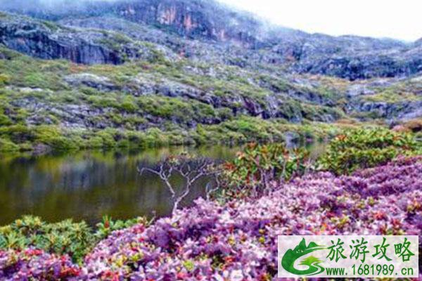 瓦屋山杜鹃花什么时候开2021-门票价格及杜鹃花季活动
