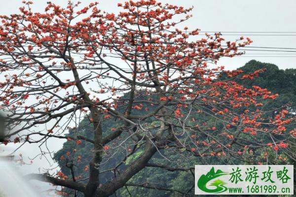 2021广州木棉花几月份开花 广州木棉花观赏点