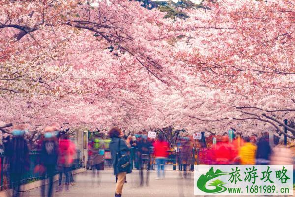 清明小长假适合去哪旅游 四月七大赏花胜地