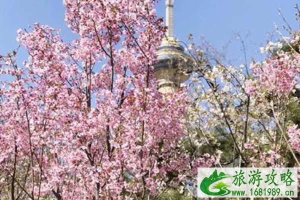 2021北京玉渊潭公园需要预约吗-樱花节活动亮点