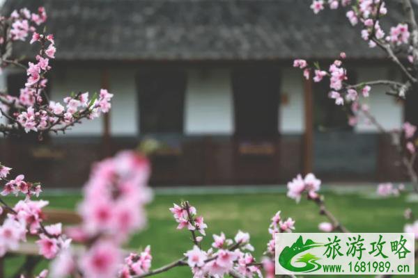 2021阳山赏花专线开通-赏花地点推荐