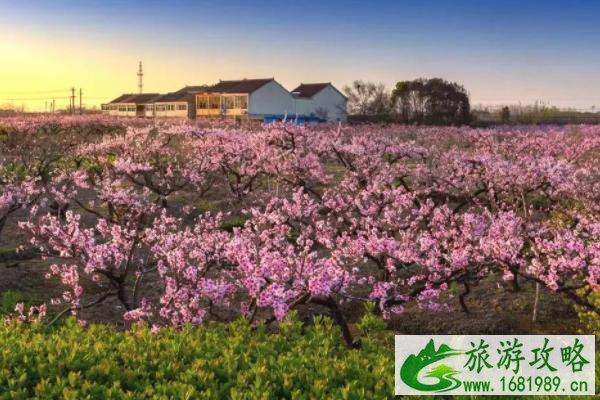 2021无锡赏花的地方有哪些 无锡赏花好去处