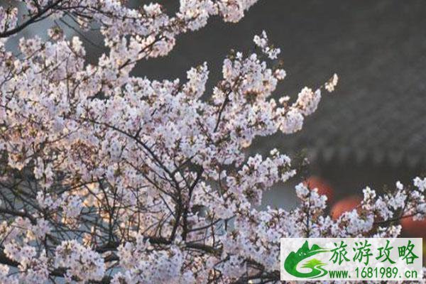 西塘樱花什么时候开 2021西塘樱花慢直播活动