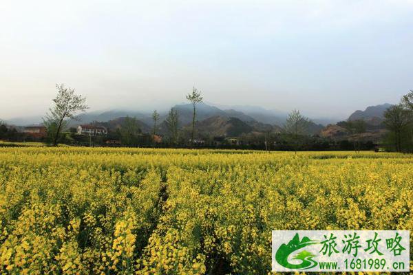 2021汉阴油菜花节什么时候 汉阴油菜花节详情