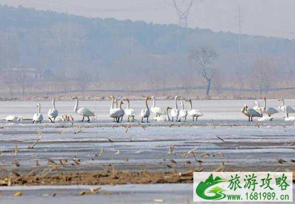 彰武柳河落雁 3月彰武旅游看什么 彰武柳河落雁 3月彰武旅游看什么