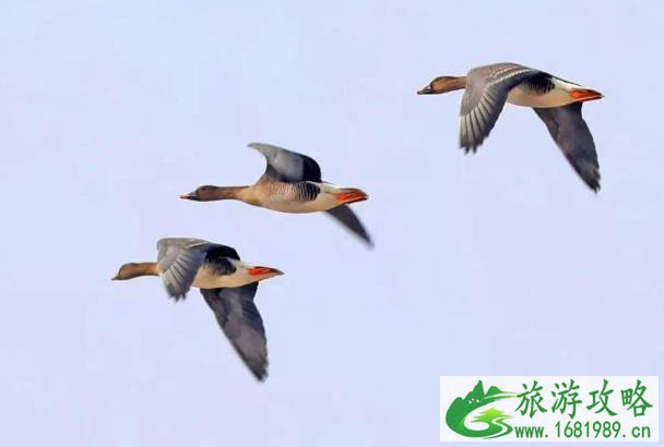 彰武柳河落雁 3月彰武旅游看什么 彰武柳河落雁 3月彰武旅游看什么