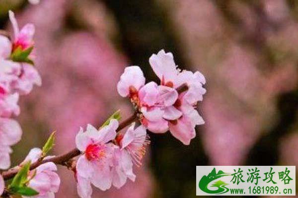 2021无锡阳山桃花节攻略-桃花最佳观赏地点 2021无锡阳山桃花节攻略-桃花最佳观赏地点