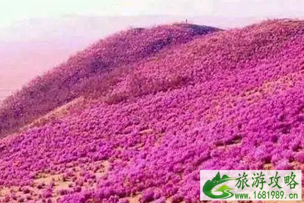 呼伦贝尔杜鹃花什么时候开花2021-最佳观赏时间及地址