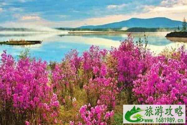 呼伦贝尔杜鹃花什么时候开花2021-最佳观赏时间及地址