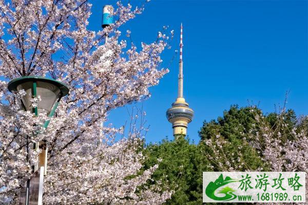 玉渊潭樱花节时间2021 附玉渊潭赏樱最佳观赏点位