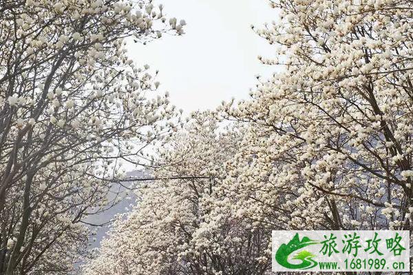 莫干山春季游玩 莫干山赏春攻略