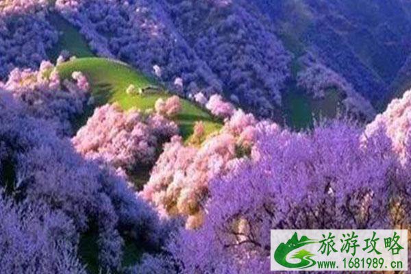 2021帕米尔高原杏花花期 帕米尔高原杏花村观赏攻略