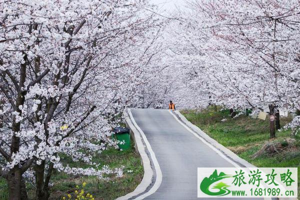 2021贵安樱花园怎么预约 贵安樱花园门票多少钱