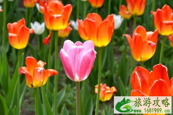 2021南京赏花去哪里 南京油菜花哪里开的好