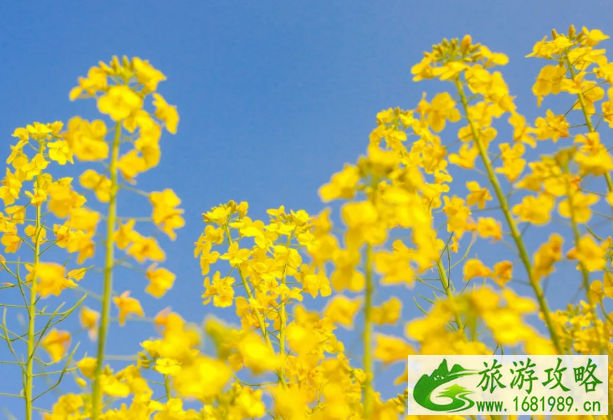 2021南京赏花去哪里 南京油菜花哪里开的好
